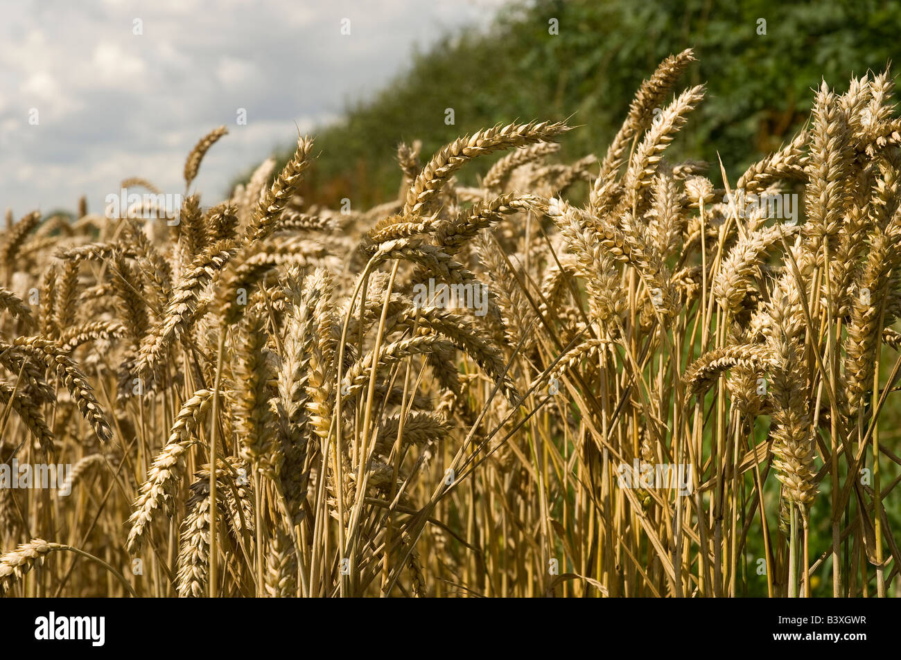 Close up of wheat crop crops growing in field in summer Yorkshire