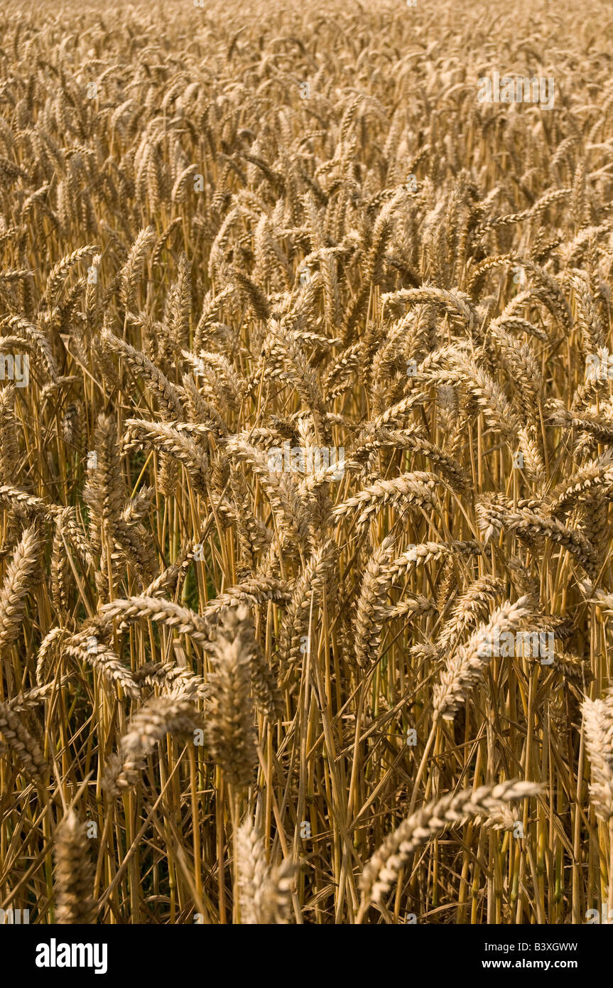 Close up of wheat Growing in Field in summer Yorkshire England UK United Kingdom GB Great Britain Stock Photo