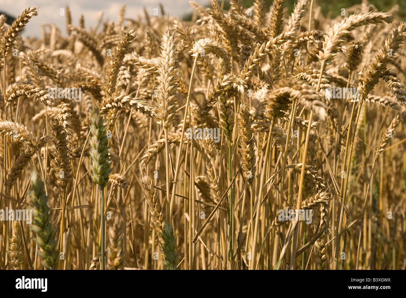 Close up of wheat Fields in summer Yorkshire England UK United Kingdom GB Great Britain Stock Photo