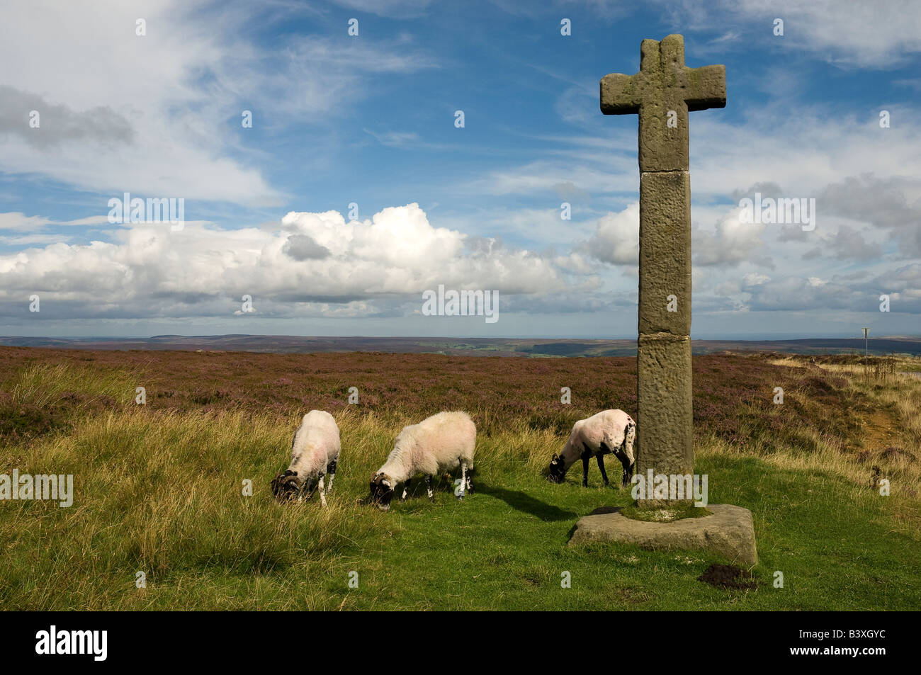 Young Ralphs Cross in summer Westerdale Moor North York Moors North Yorkshire England UK United Kingdom GB Great Britain Stock Photo