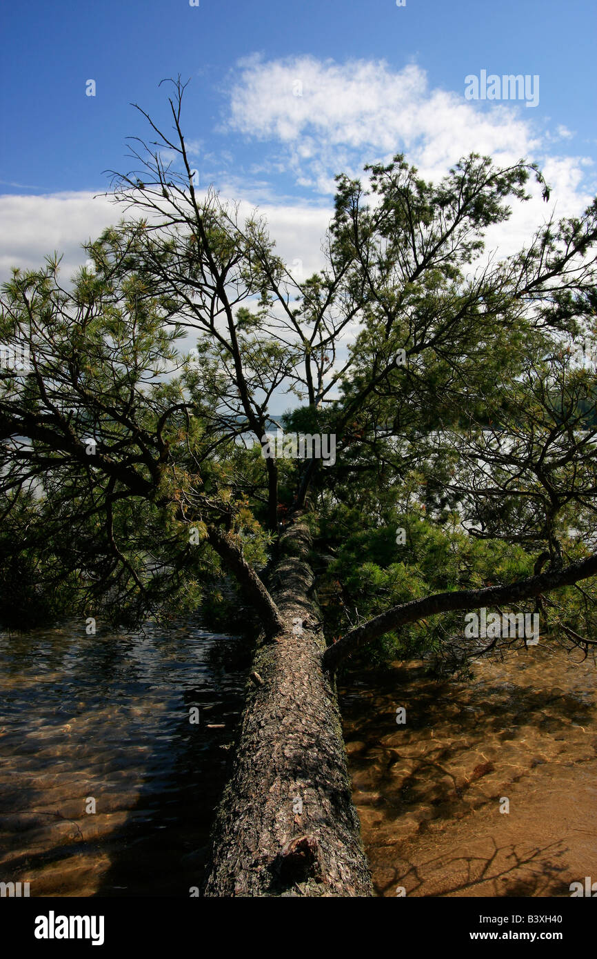 Naturally fallen tree on the shore  hi-res Stock Photo