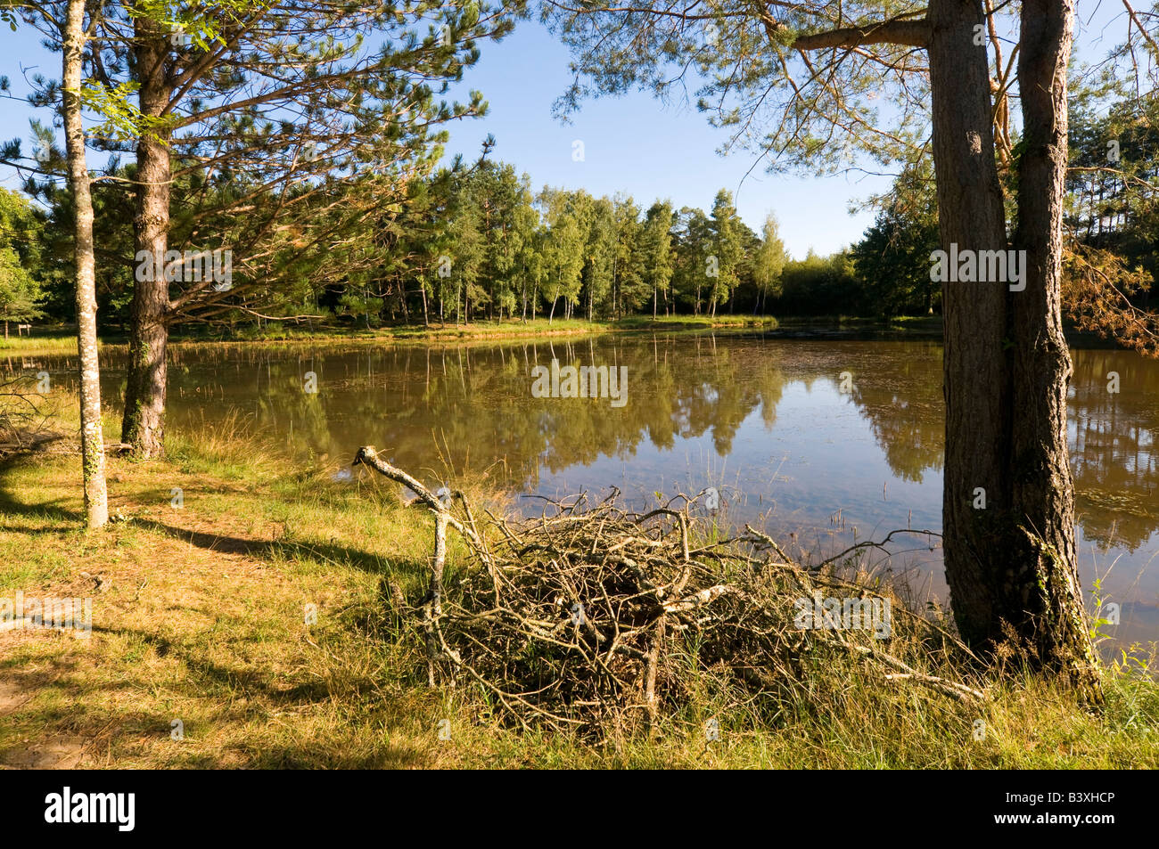 Lake and picnic area, Foret de Preuilly, sud-Touraine, France. Stock Photo