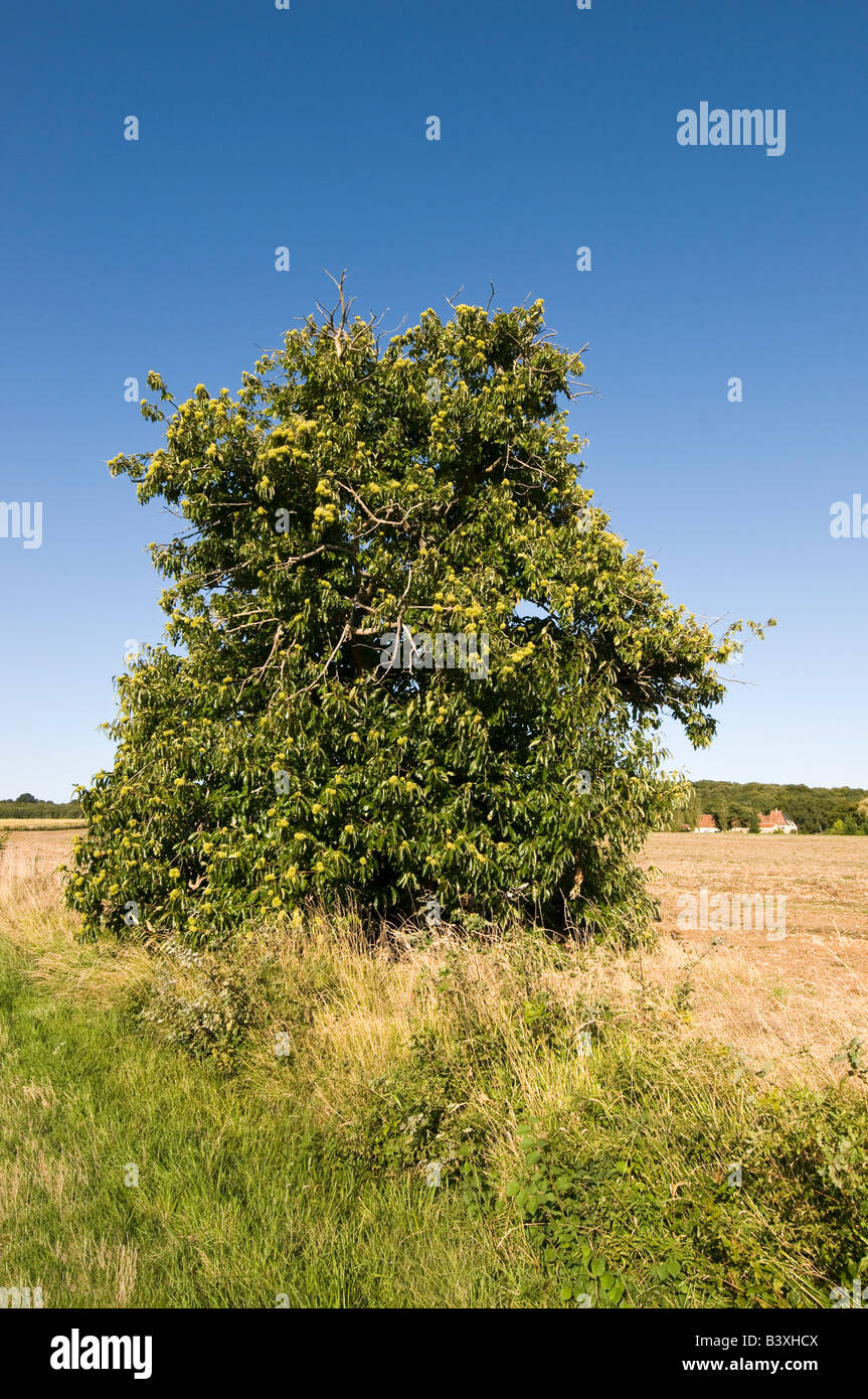 Spanish Chestnut trees - Castanea sativa - Indre et Loire, France. Stock Photo