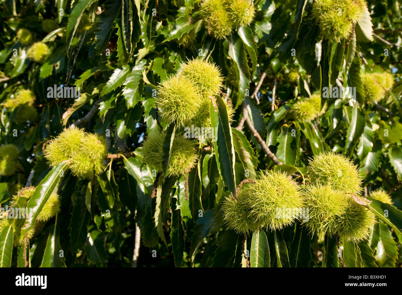 Spanish Chestnut tree fruits - Castanea sativa - Indre et Loire, France. Stock Photo