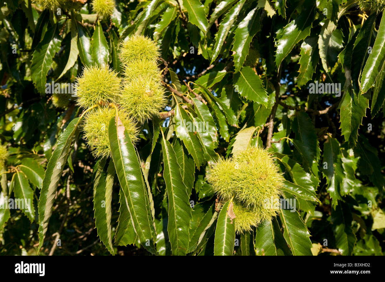 Chestnut tree fruit hi-res stock photography and images - Alamy