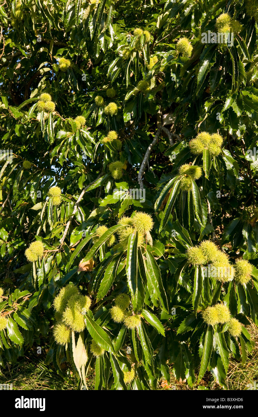 Spanish Chestnut tree fruits - Castanea sativa - Indre et Loire, France. Stock Photo