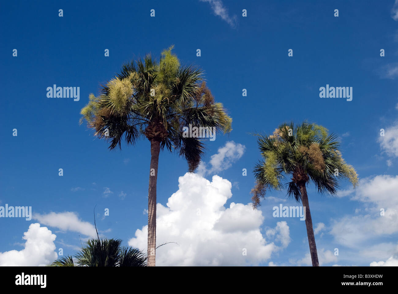 sabal palm trees Sabal palmetto Florida Stock Photo