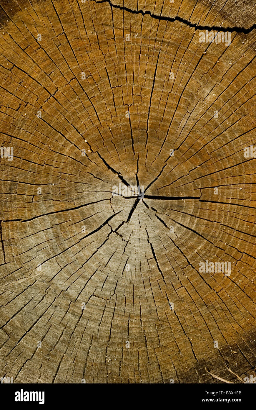Vascular cambium hires stock photography and images Alamy
