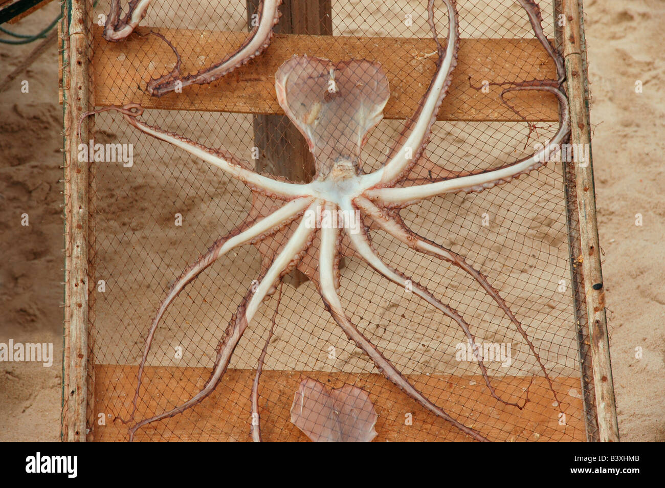 Fishing traps in Asturias Spain, capture of octopus and shellfish stacked  in the fishing port Stock Photo - Alamy