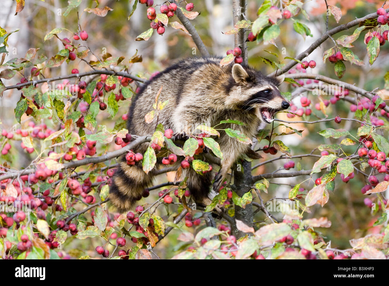 Racoon Northern Raccoon Procyon lotor Stock Photo - Alamy