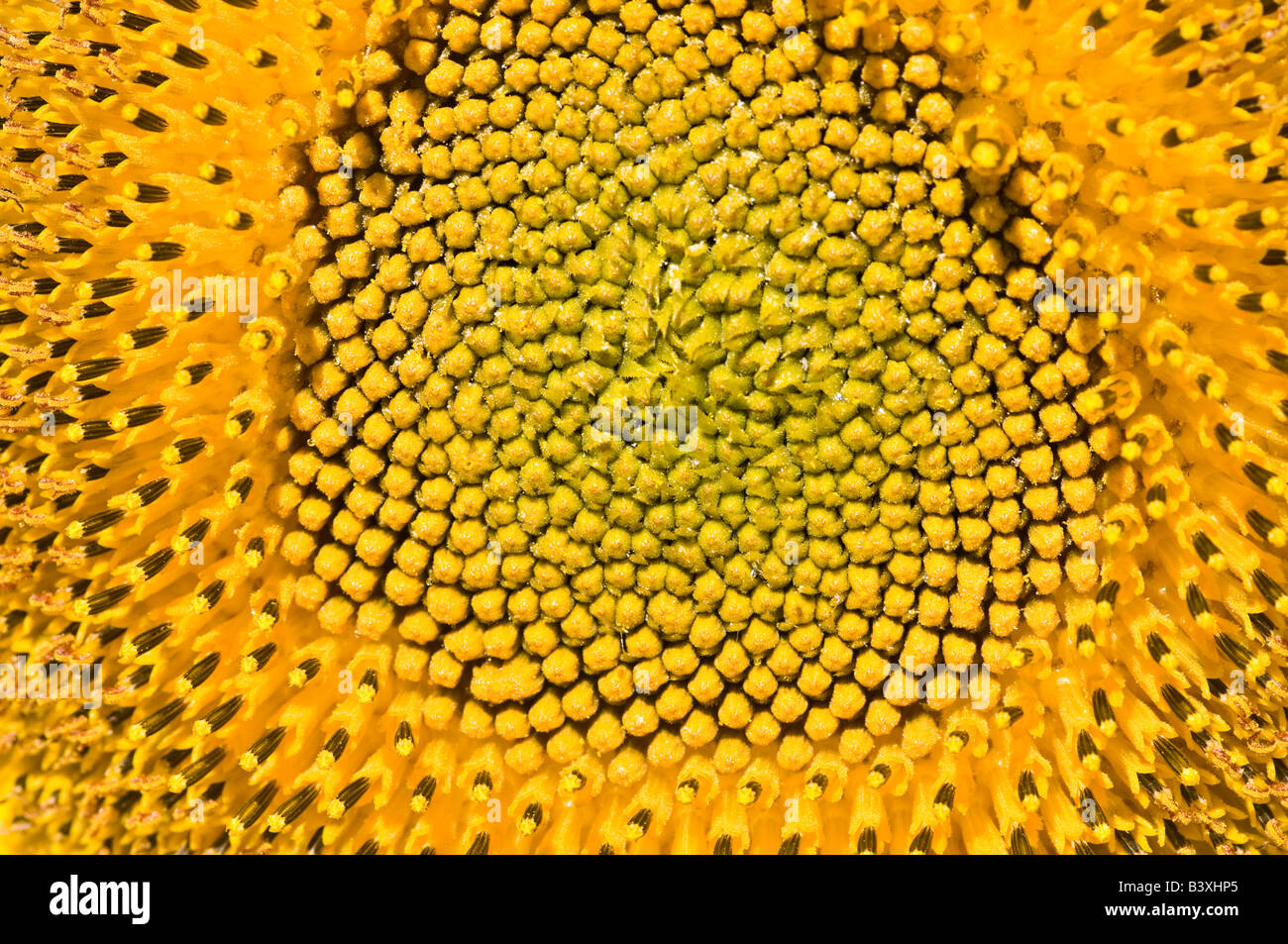 A sunflower  head Stock Photo