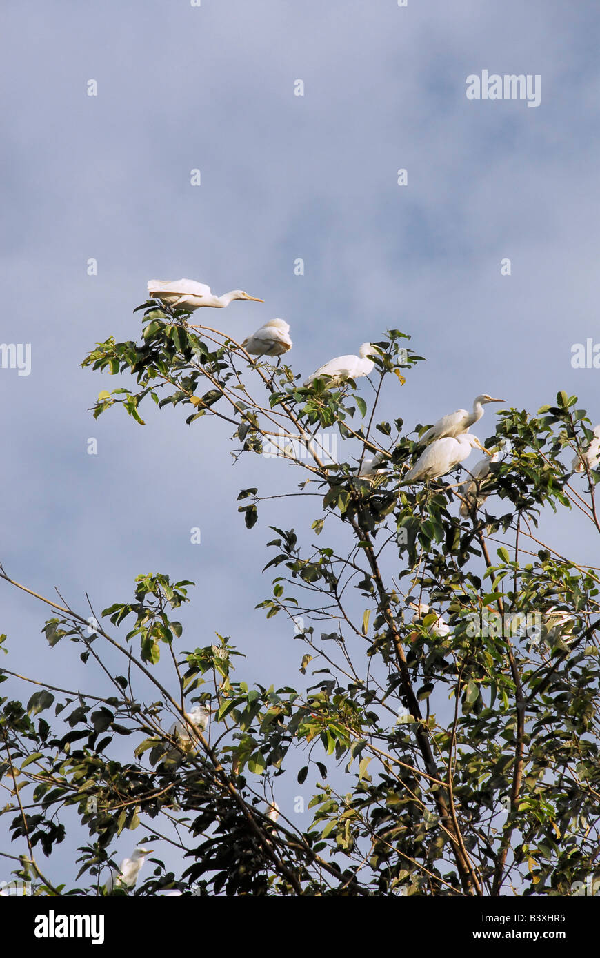 white heron village , every night around 5.00pm the heron's return to roost, petulu village , near ubud , bali , indonesia Stock Photo