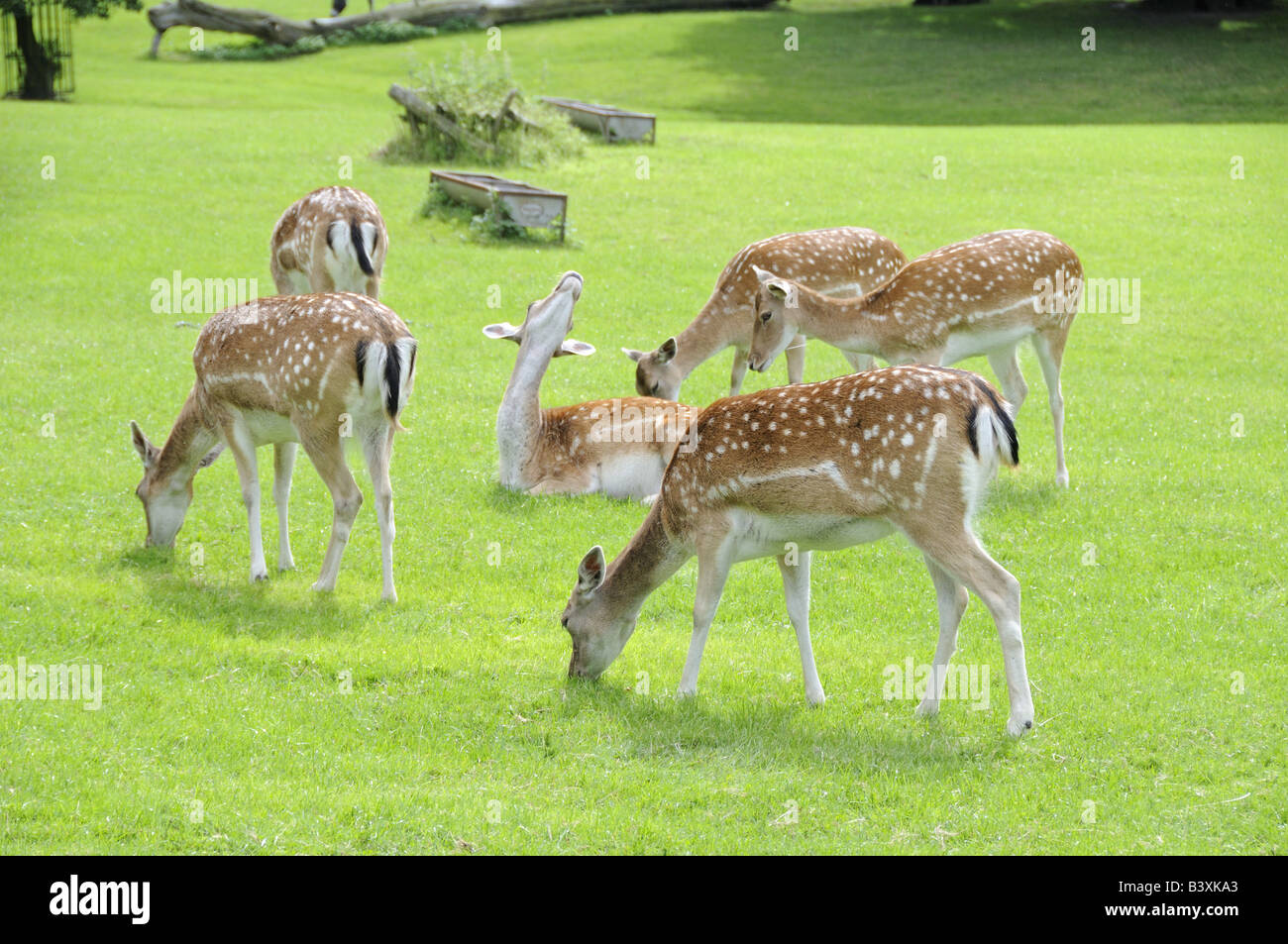 Group of Fallow Deer Dama dama grazing in park Stock Photo
