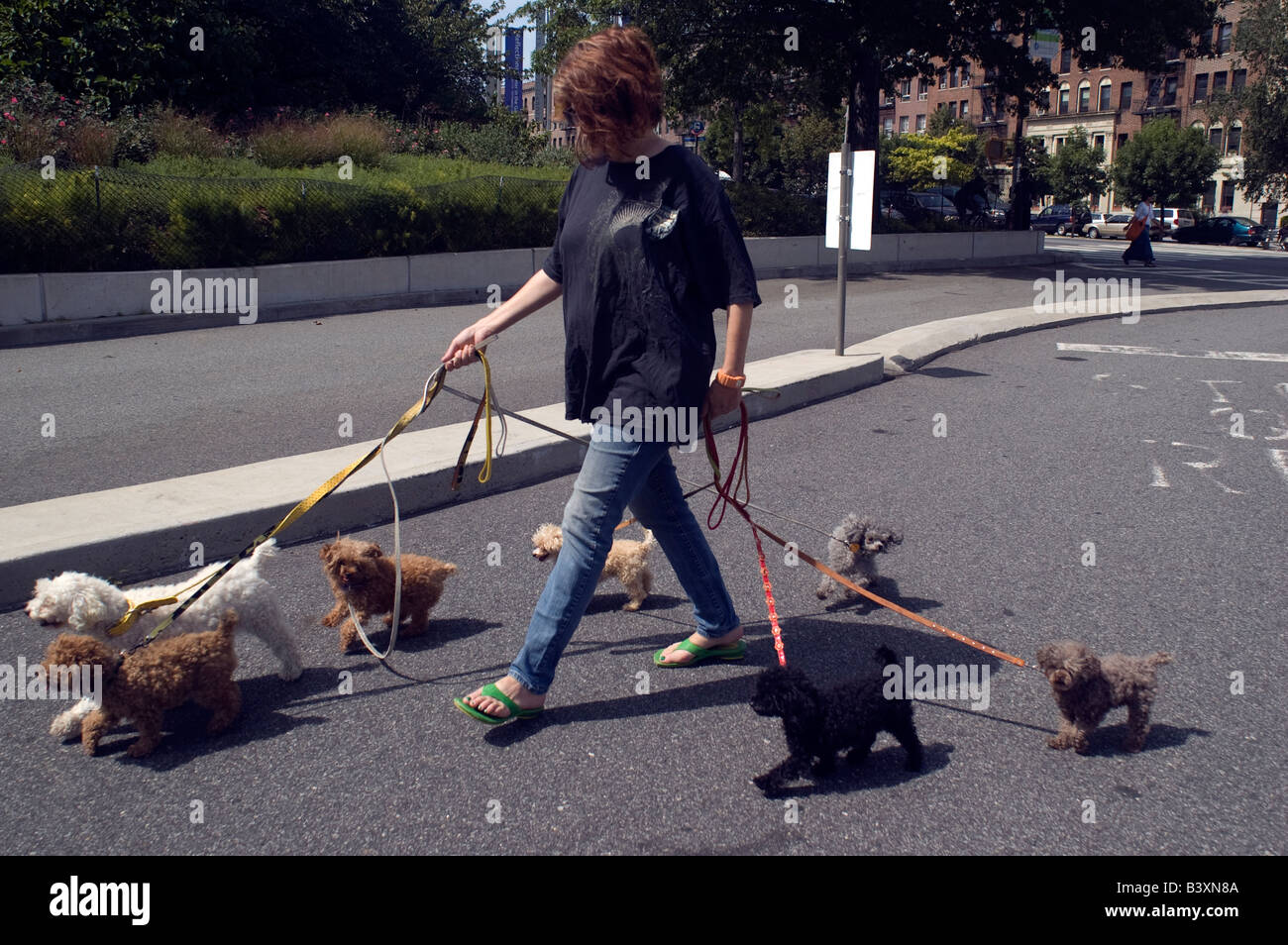 A dog walker walks her dogs outside the Brooklyn Botanic Garden in Brooklyn in New York Stock