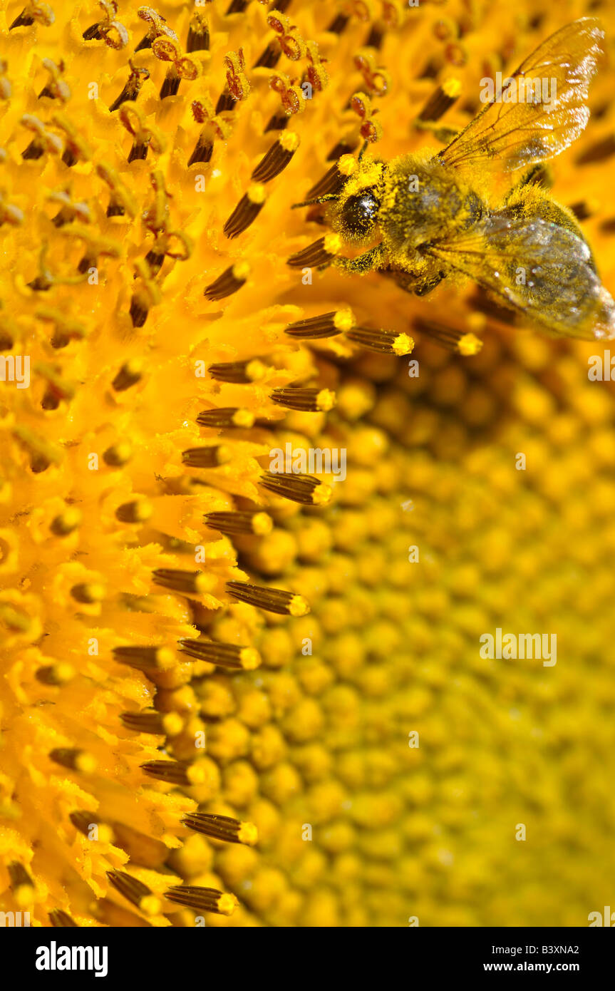 A bee gathering pollen on a sunflower Stock Photo - Alamy