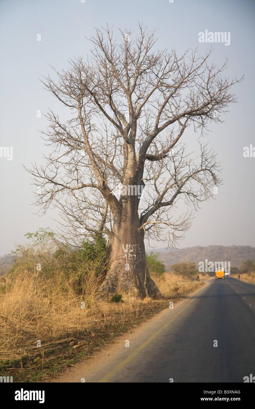 African baobab tree, (Adansonia digitata) Zambia Africa Stock Photo