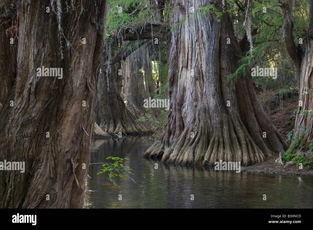pantano swamp tree Mexico Stock Photo