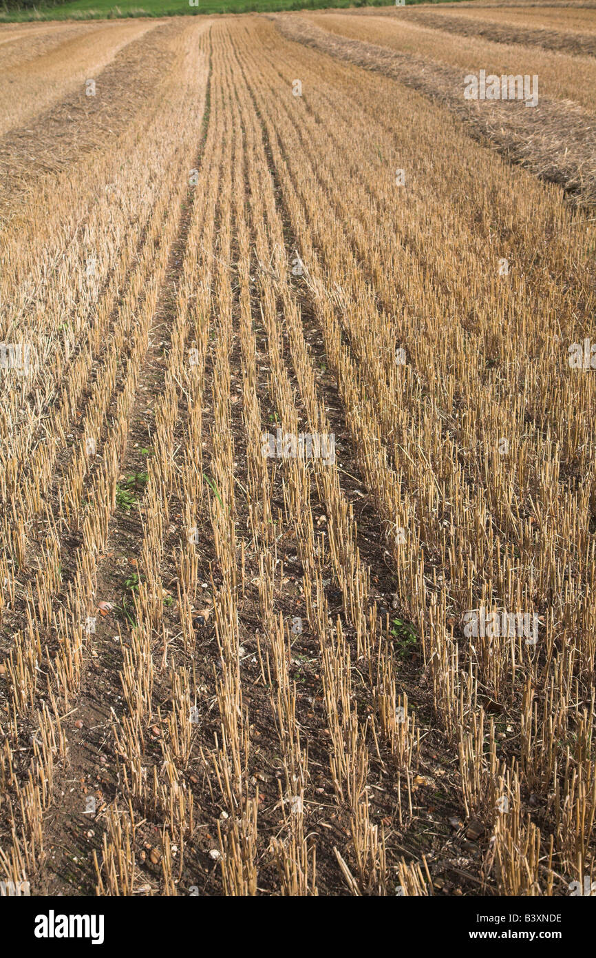 Stubble in field Stock Photo - Alamy