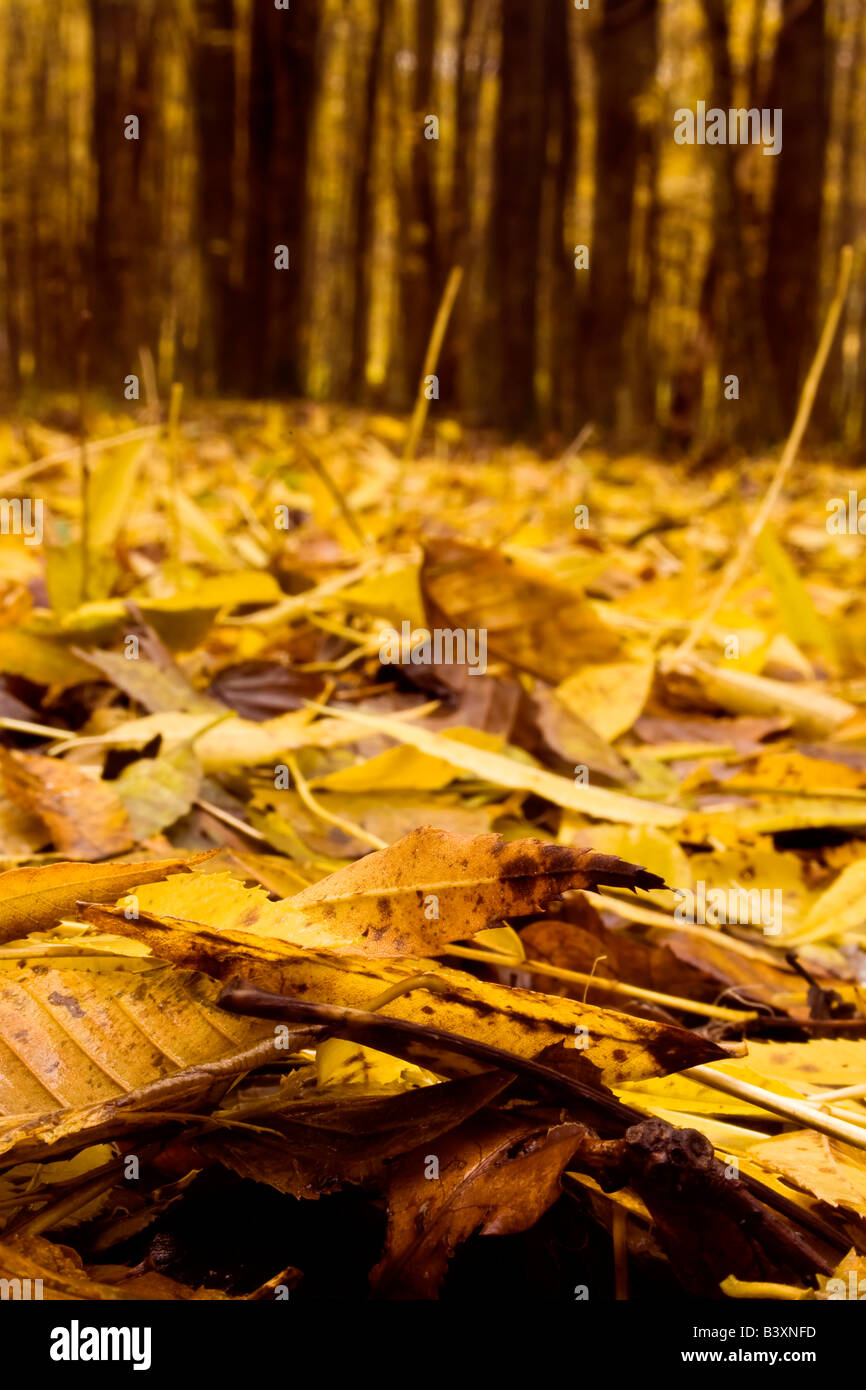 Leaves falling from trees on the ground in autumn Stock Photo - Alamy