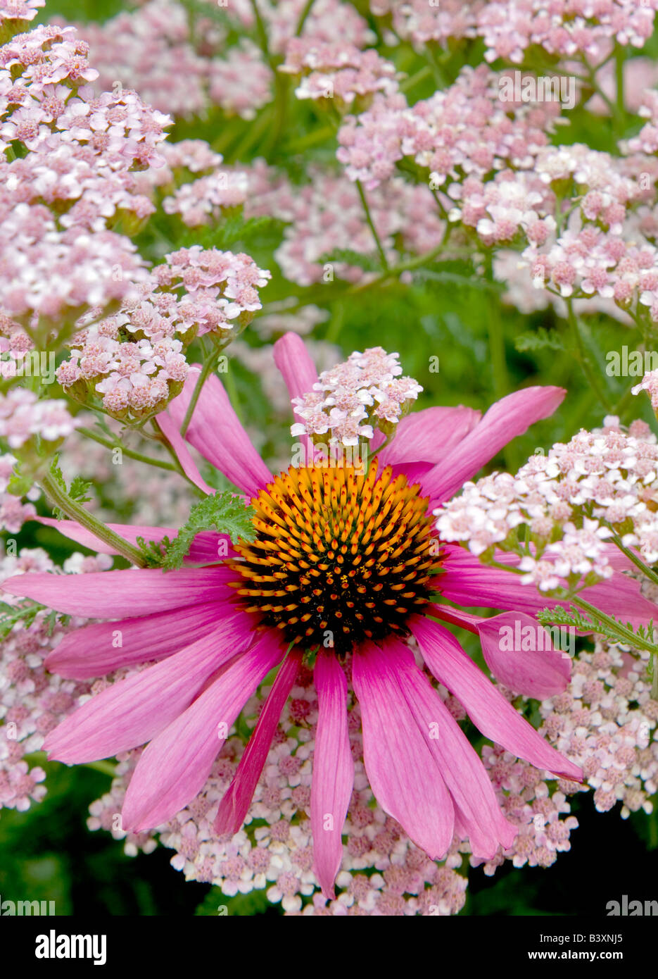 Magnus Purple Coneflower Echincacea purpurea Oregon Gardens Oregon Stock Photo