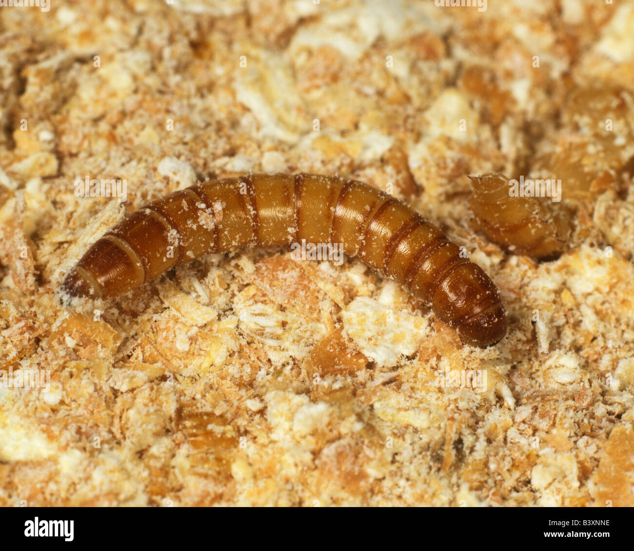 Mealworm Beetle High Resolution Stock Photography and Images Alamy
