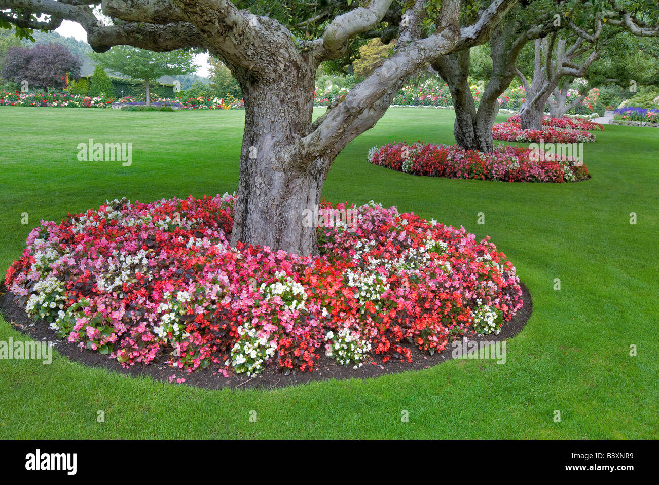 Begonia flowers aroung base of apple trees Butchart Gardens B C Canada Stock Photo