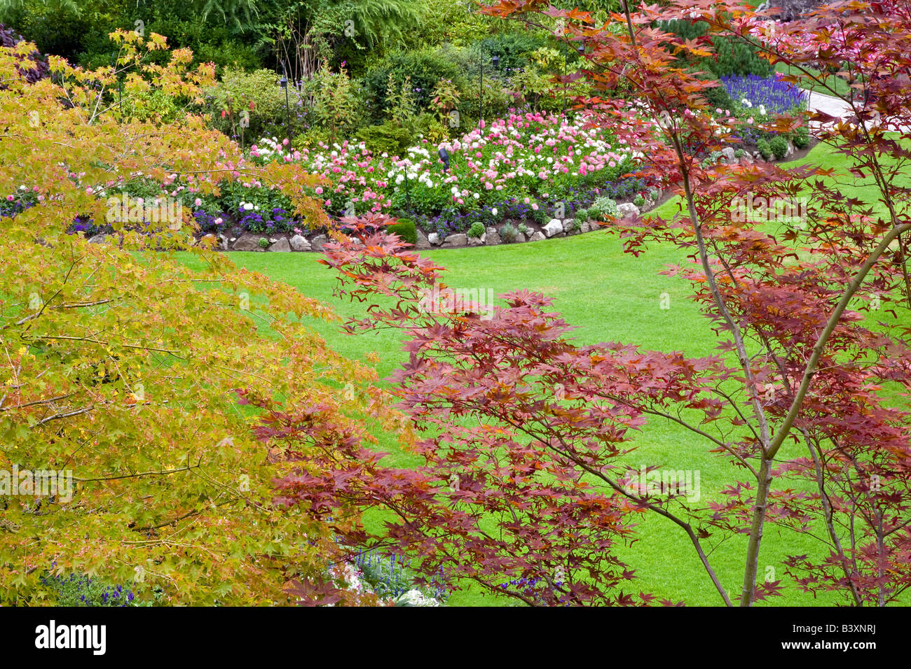 Japanese maple trees and flowers at Butchart Gardens B C Canada Stock Photo