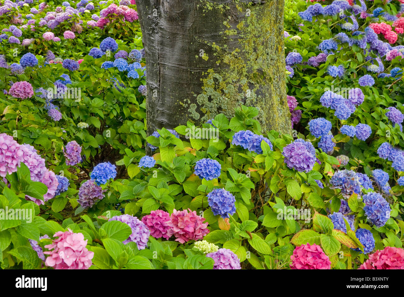 Blooming flower garden, Empress Hotel.  Victoria, British Cloumbia Stock Photo