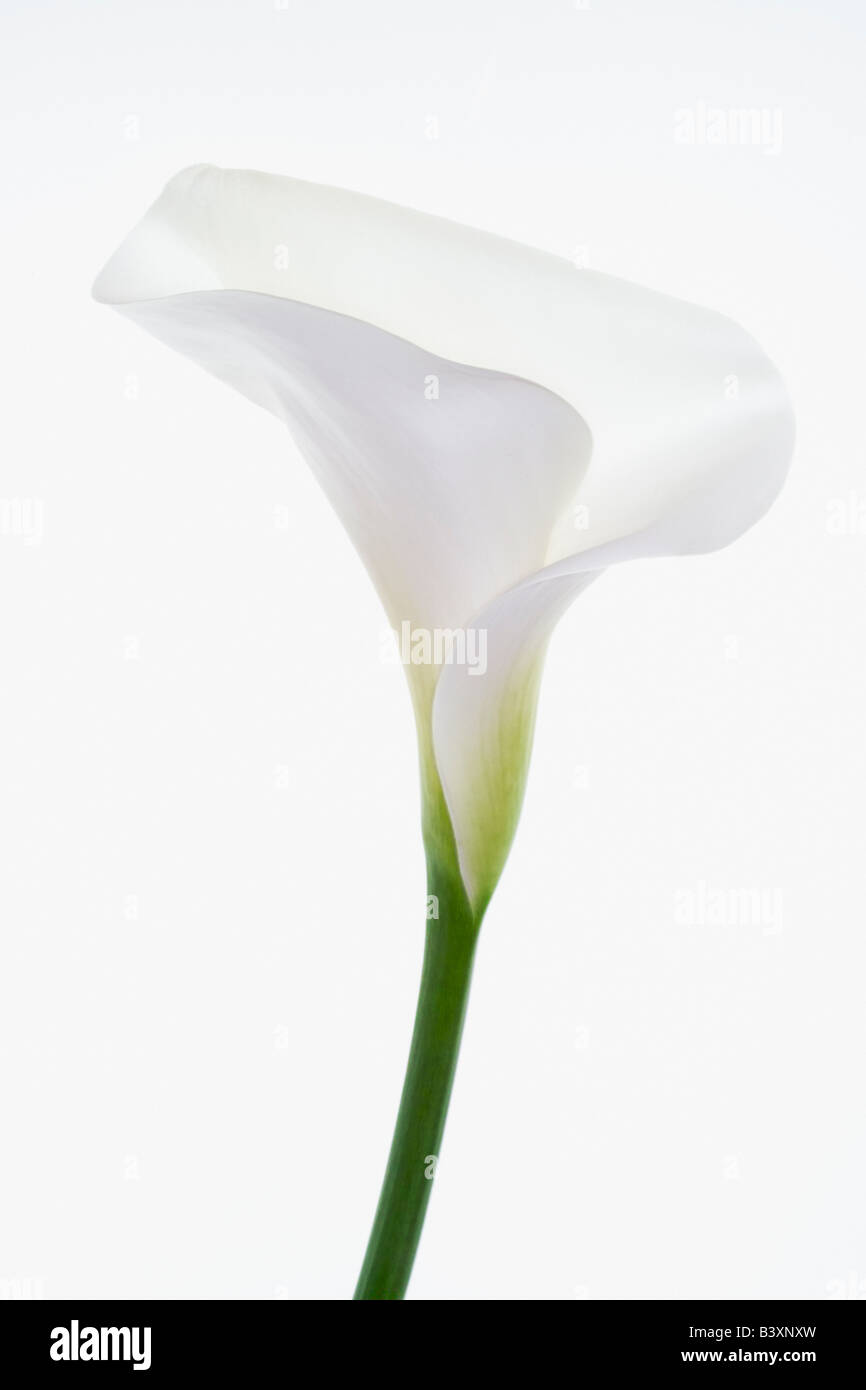 Calla Lilly Flower Stock Photo