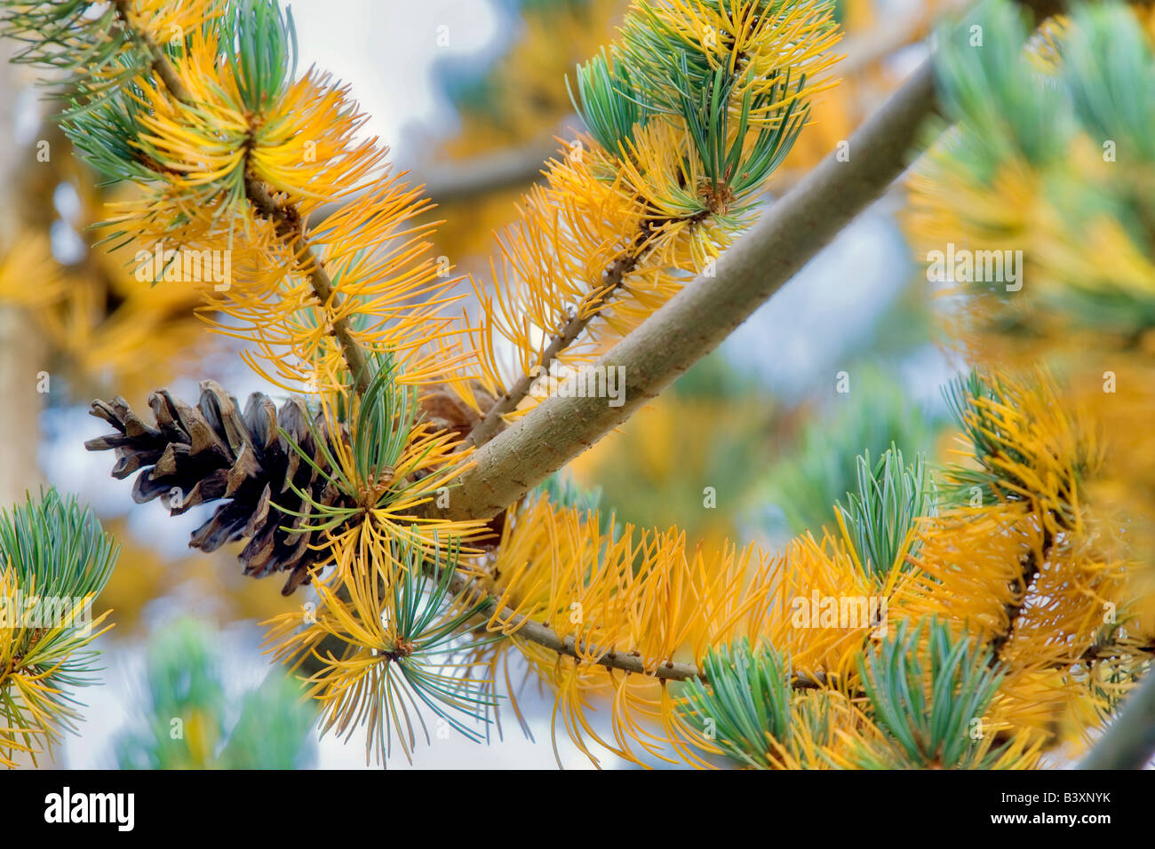 Lodgepole pine tree and cones with fall colored needles Wilsonville Oregon Stock Photo Alamy