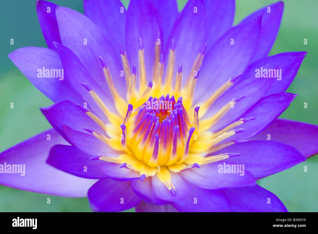 Panama Pacific MS tropical water lily Hughes Water Gardens Oregon Stock Photo