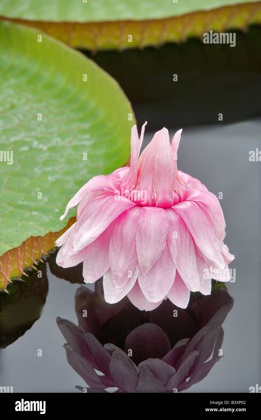 Amazon lily bloom Hughes Water Gardens Oregon Stock Photo