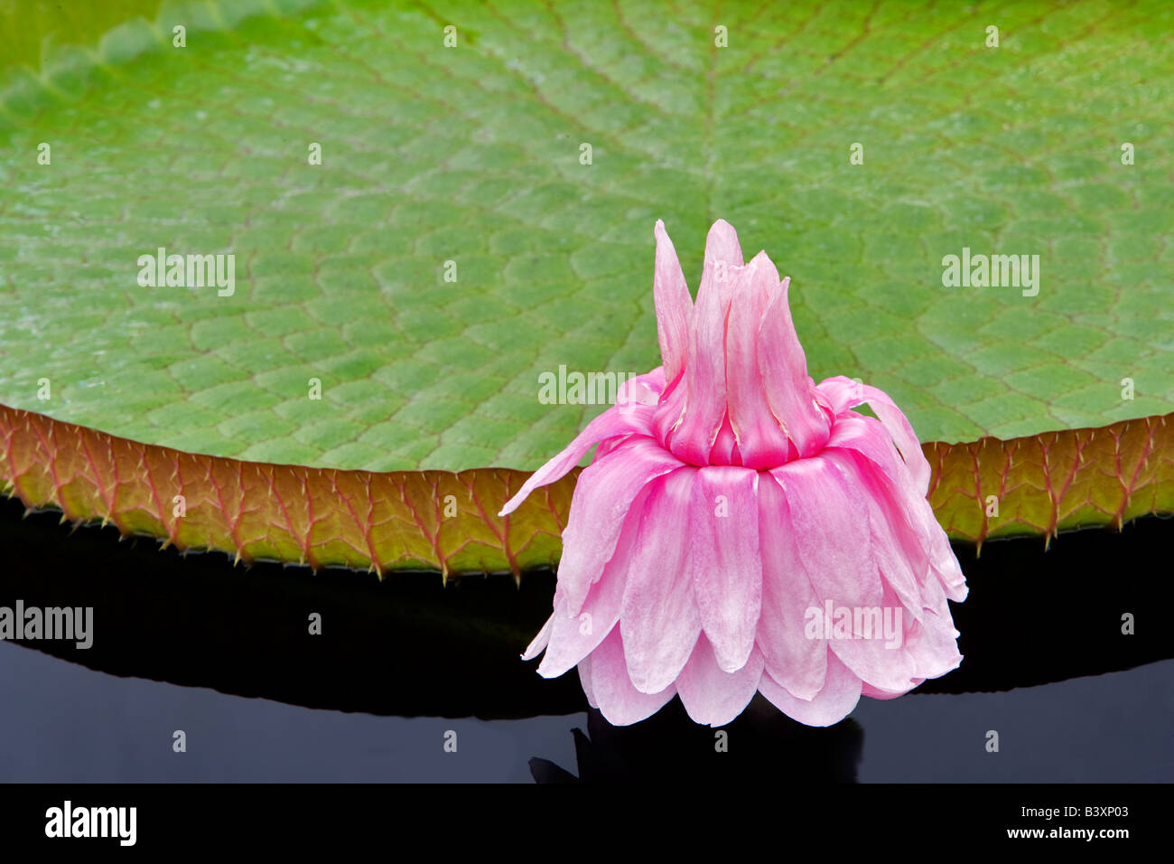 Amazon lily bloom Hughes Water Gardens Oregon Stock Photo