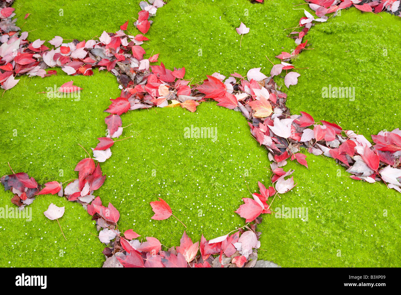 Green ground cover and fall colored Scarlet Maple leaves Acer rubrum Hughes Water Gardens Oregon Stock Photo