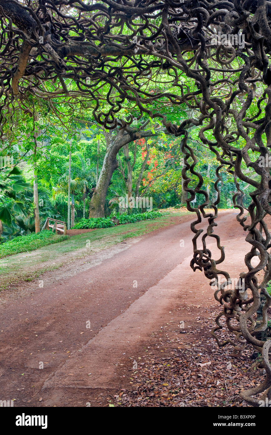 Road through National Tropical Botanical Garden with Red Jade Vine New Guinea Creeper Kauai Hawaii Stock Photo