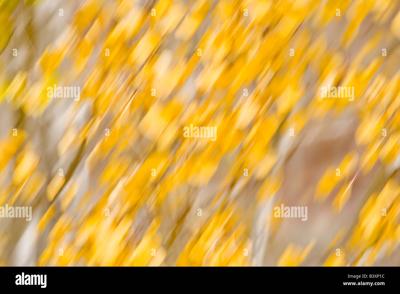 Aspen leaf abstract of leaves blowing in the wind Stock Photo