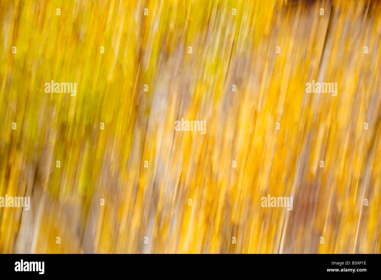 Aspen leaf abstract of leaves blowing in the wind Stock Photo Alamy