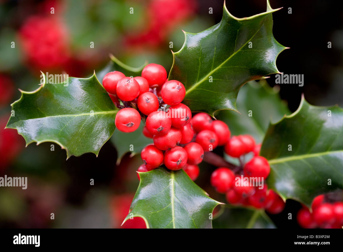 Holly berries and leaves Paradise California Stock Photo - Alamy