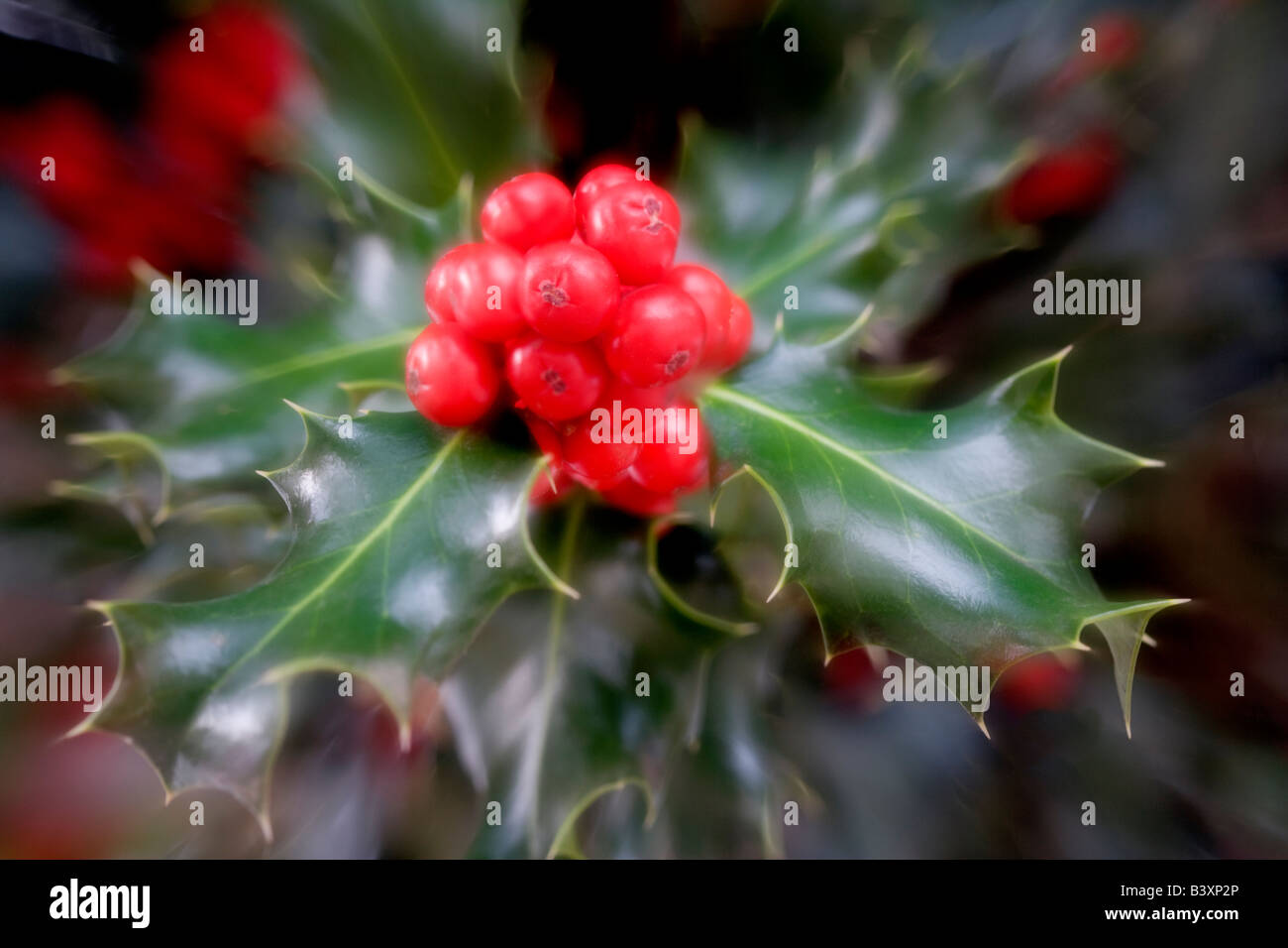 Holly berries and leaves Paradise California Stock Photo Alamy