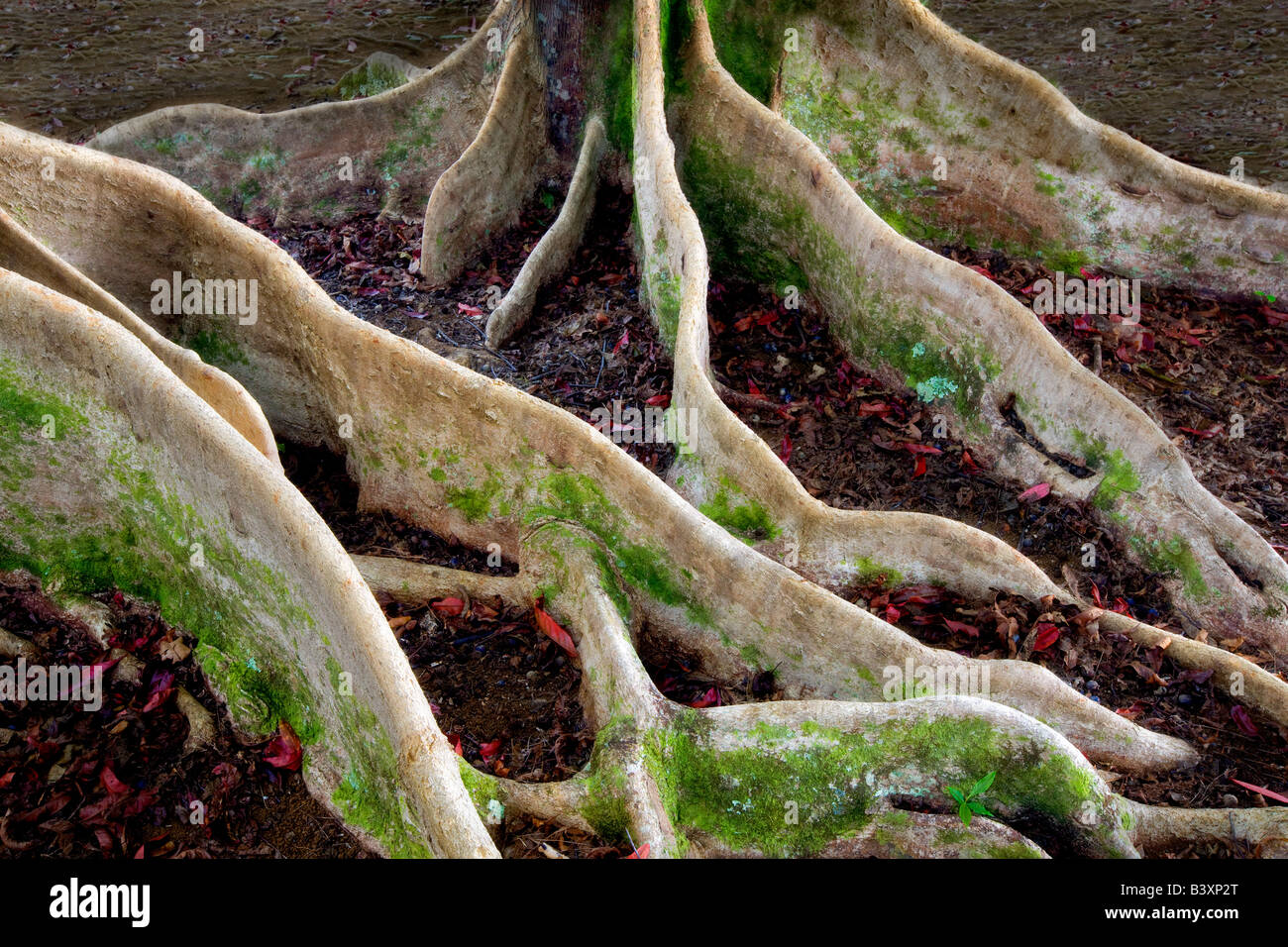 Roots of fig tree ficus tree Ficus macrophylla Kauai Hawaii Stock Photo
