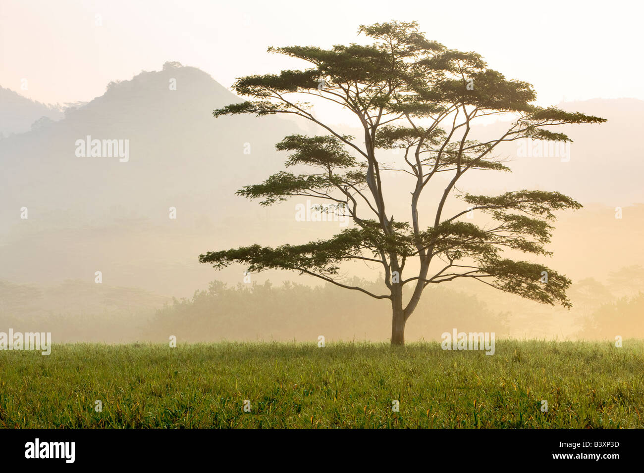 Lone tree in morning fog Kauai Hawaii Stock Photo