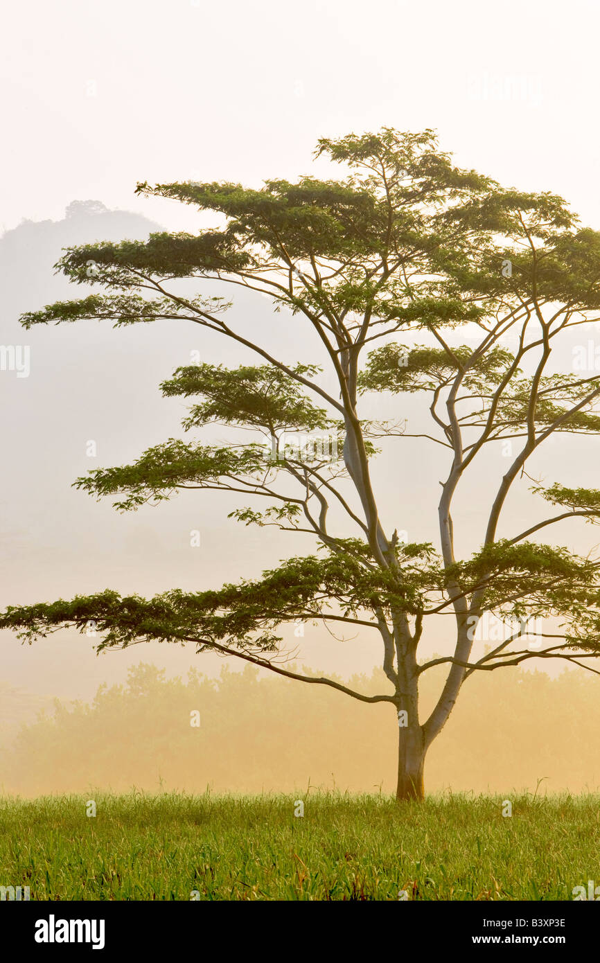 Lone tree in morning fog Kauai Hawaii Stock Photo