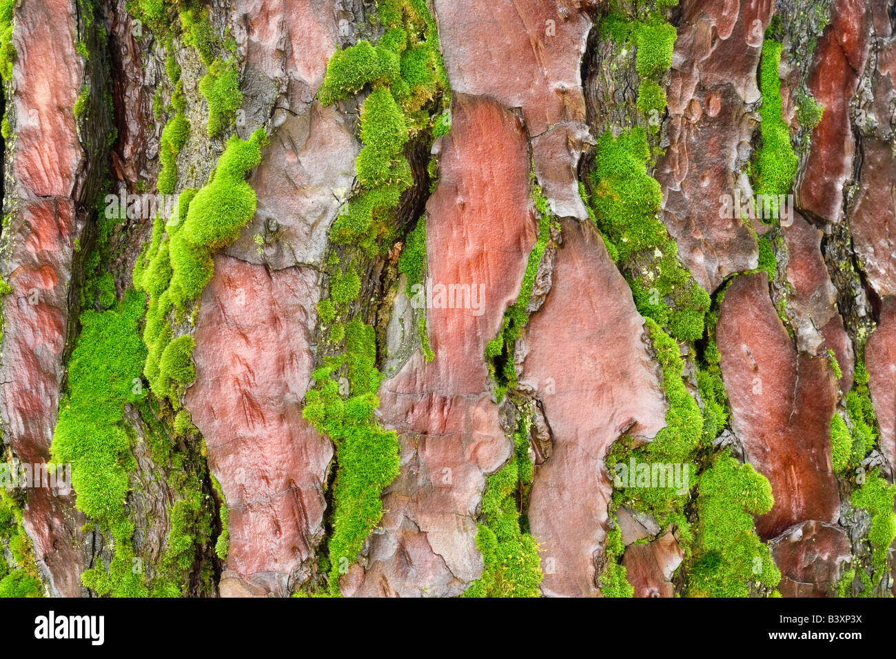 Maritime Pine bark pinus pinaster with moss Hoyt Arboretum Portland Oregon Stock Photo