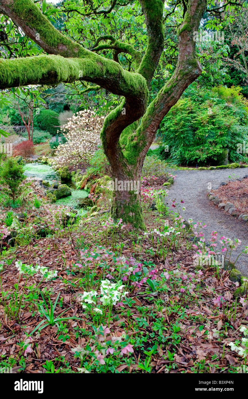 Path and lenten rose in Garden at Bishops Close Portland Oregon Stock Photo