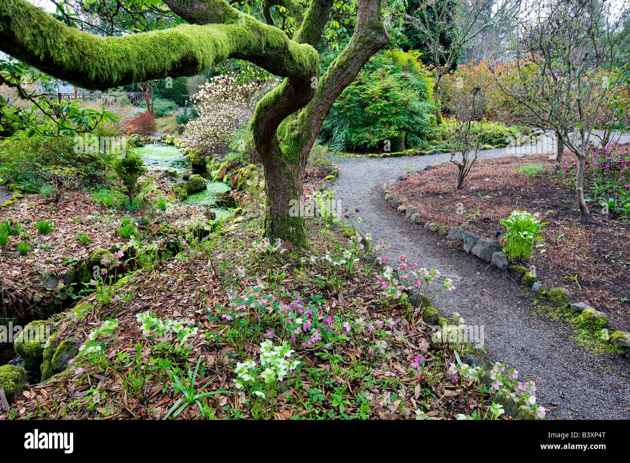 Path and lenten rose in Garden at Bishops Close Portland Oregon Stock Photo