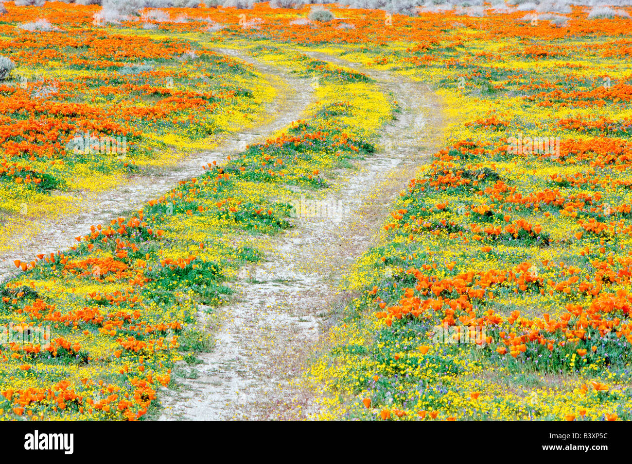 Road through Antelope Valley Poppy Preserve California Stock Photo Alamy