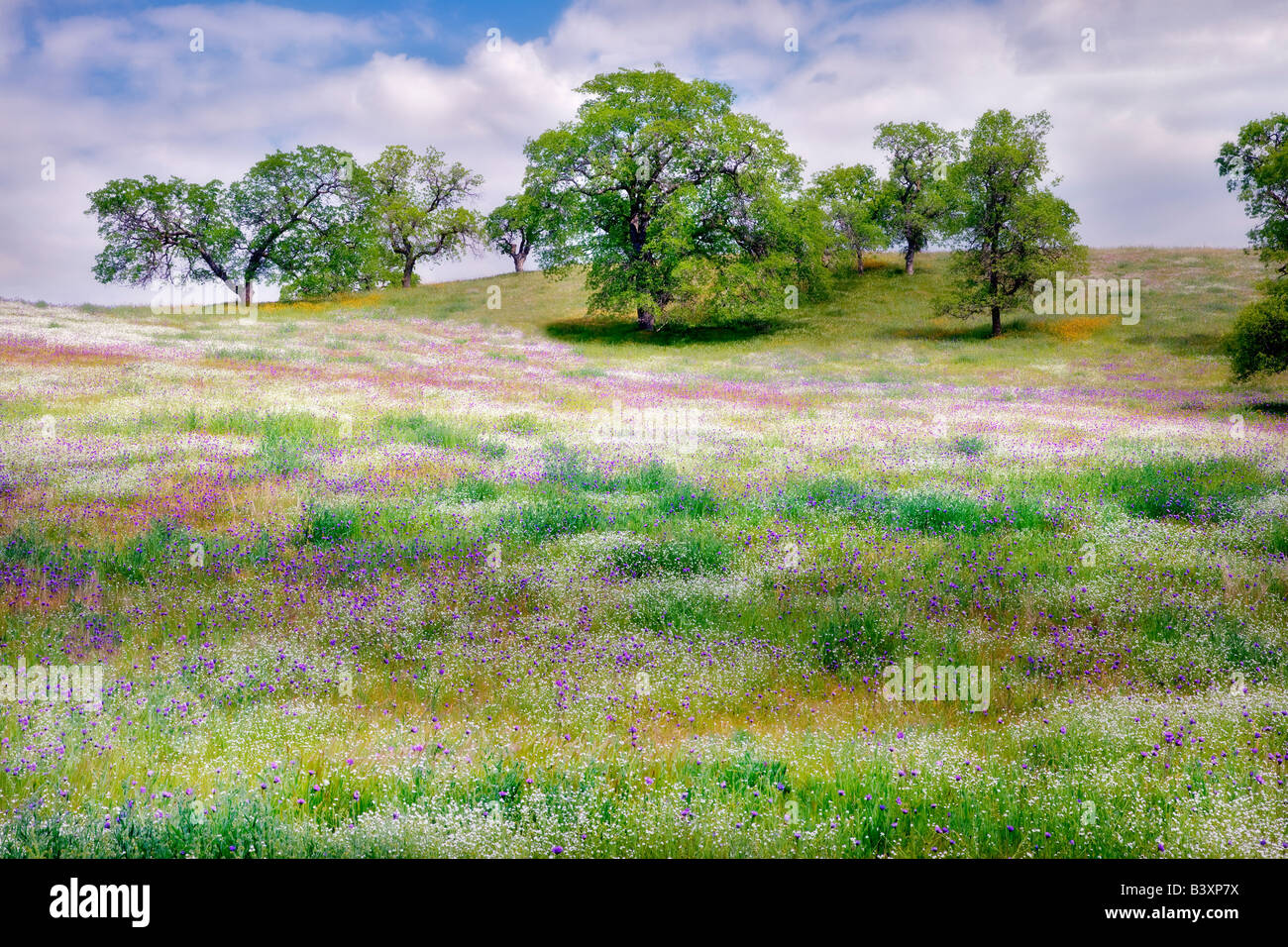 Mixture of wildflowers with oak trees Kern County California Stock