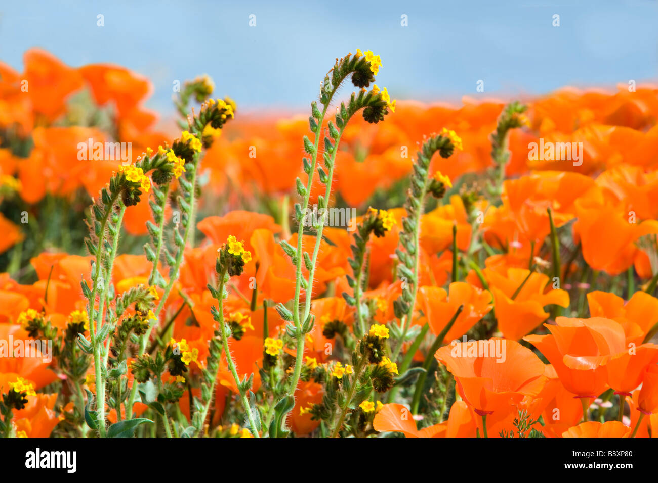 California poppies Eschscholtzia california and fiddleneck close up