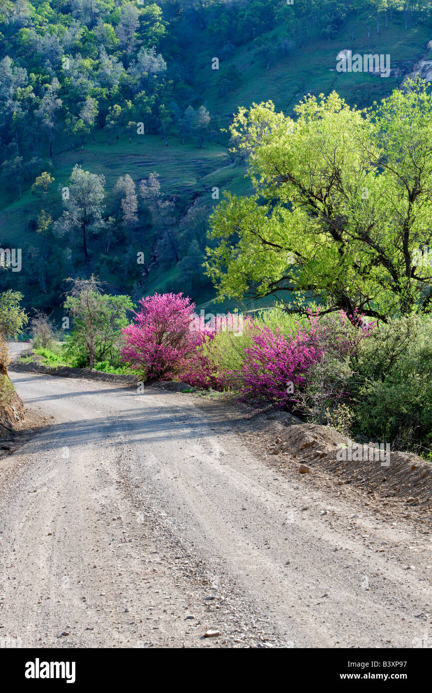 Dirt road through Bear Valley with Red Bud Bushes California Stock Photo