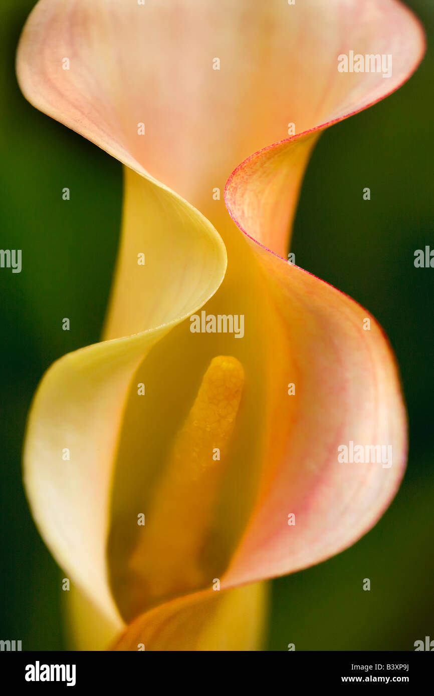 Aruba California Callas sp Zantedeschia Stock Photo